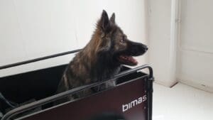 Jon in honden bakfiets