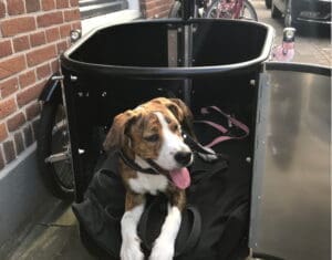 Bakfietsen speciaal voor de hond