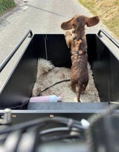 Bakfietsen speciaal voor de hond