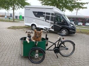 Honden in Nihola Dog Bakfiets