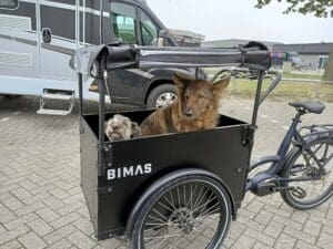 Twee Honden in Bimas Sfeer foto