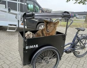 Honden in Bimas eCargo Premium bakfiets