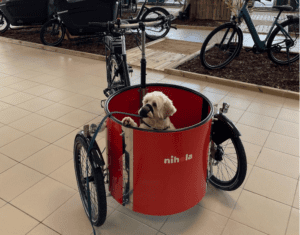 Sfeer Nihola Low - met hond