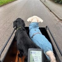 Bimas met twee honden