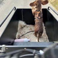 Nadita Alfering - Zang- Hond in Bimas bakfiets_oren_klant_bakfietscentrale_2