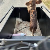 Nadita Alfering - Zang- Hond in Bimas bakfiets_oren_klant_bakfietscentrale_2