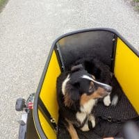 Nihola Dog bakfiets sfeerfoto