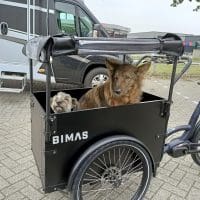 Twee Honden in Bimas Sfeer foto