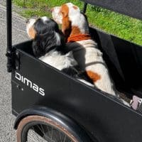 honden_2