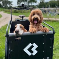 Bimas dog Economy hondenbakfiets sfeer
